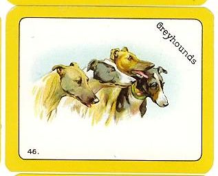 46 Greyhounds